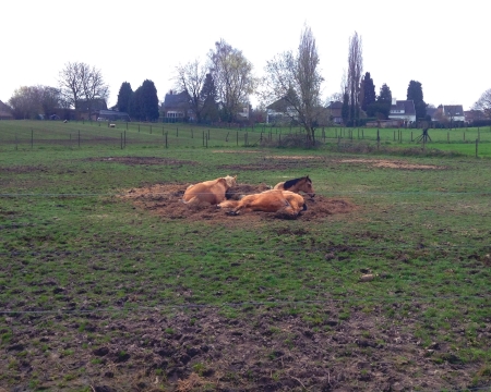 Chevaux