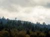 Mixed forest ecosystem with the tower infrastructure above the canopy