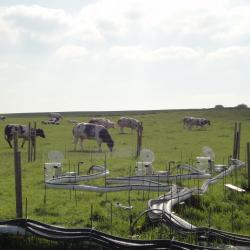 Cows grazing by the measuring equipment
