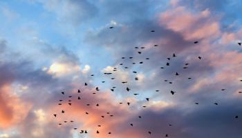 The complex colouring of the sky